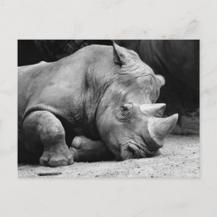 Rhino Black und White Postkarte