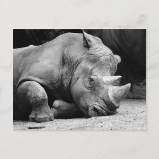 Rhino Black und White Postkarte
