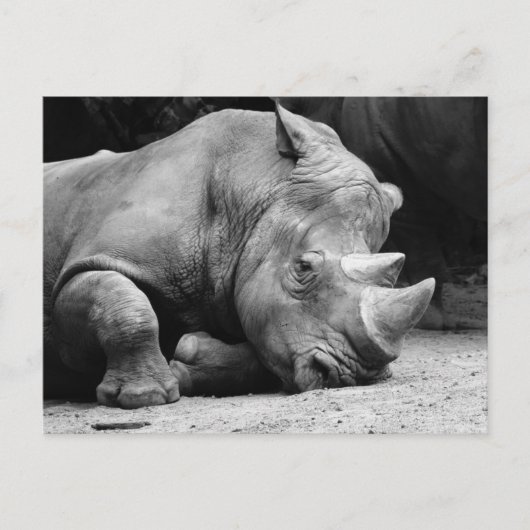 Rhino Black und White Postkarte (Vorderseite)