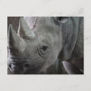 Rhino Facts Postcard Postkarte