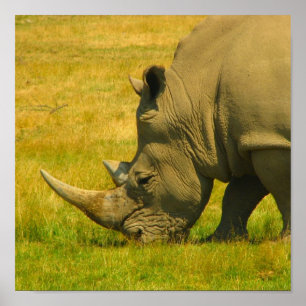Rhino-Foto-Druck Poster
