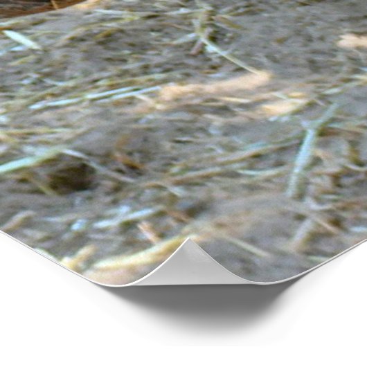 Rhino Foto Poster (Ecke)