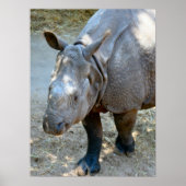 Rhino Foto Poster (Vorne)