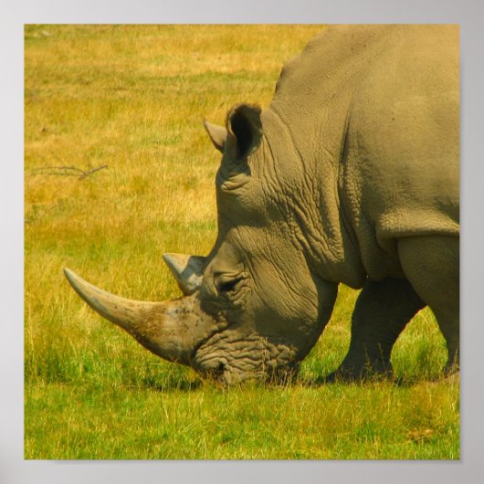 Rhino Foto Print Poster (Vorne)