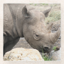 Rhino Glasuntersetzer