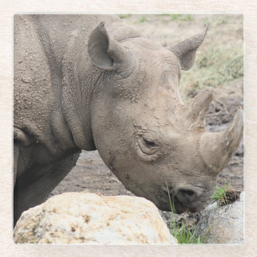 Rhino Glasuntersetzer (Vorderseite)