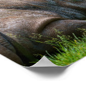 Rhino im Gras Poster (Ecke)
