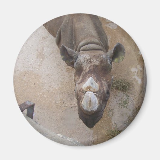 Rhino im Zoo von San Antonio Magnet (Vorne)