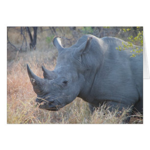 Rhino-Karte