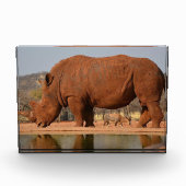 Rhino mit Schlamm auf dem Foto (Vorderseite)
