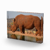 Rhino mit Schlamm auf dem Foto (Rechts)
