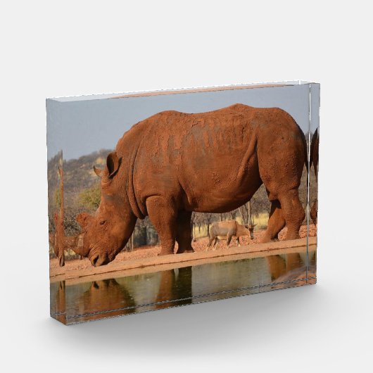 Rhino mit Schlamm auf dem Foto (Links)