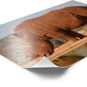 Rhino mit Schlamm auf dem Foto (Ecke)