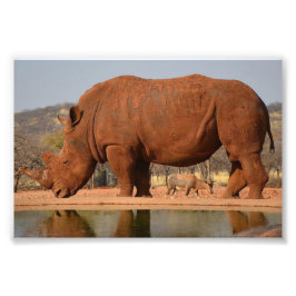 Rhino mit Schlamm auf dem Foto
