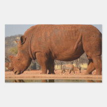 Rhino mit Schlamm auf der Haut