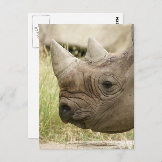 Rhino nah postkarte (Vorne/Hinten)