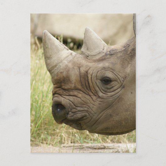 Rhino nah postkarte (Vorderseite)