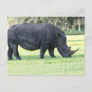 Rhino Postcard Postkarte