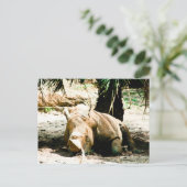 Rhino Postcard Postkarte (Stehend Vorderseite)