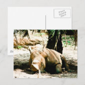Rhino Postcard Postkarte (Vorne/Hinten)