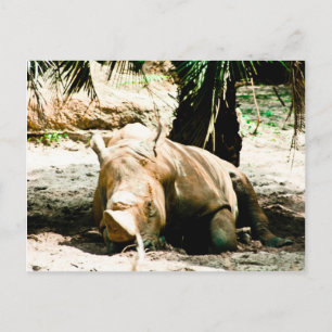 Rhino Postcard Postkarte