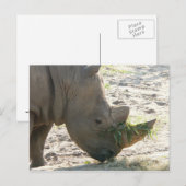 Rhino Postcard Postkarte (Vorne/Hinten)