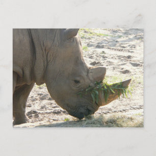Rhino Postcard Postkarte