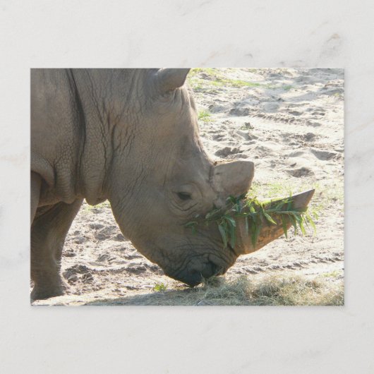 Rhino Postcard Postkarte (Vorderseite)