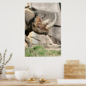 Rhino Poster (Küche)