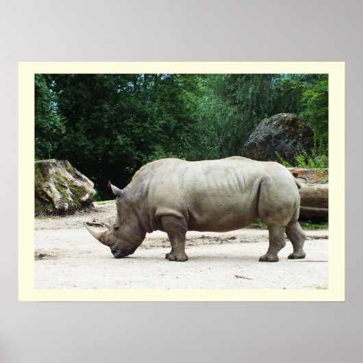 Rhino Poster (Vorne)