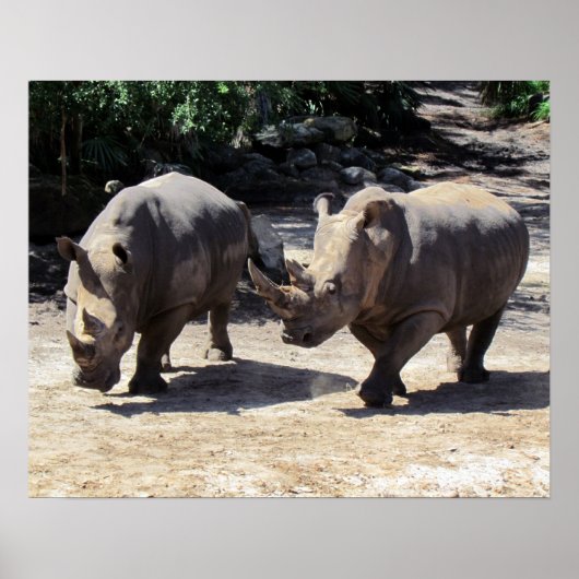 Rhino Poster (Vorne)