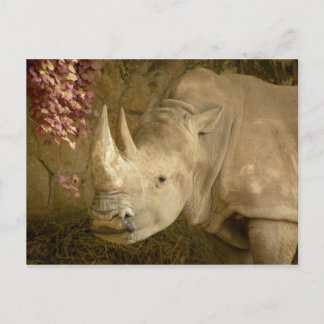 Rhino Postkarte