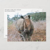 Rhino Postkarte (Vorne/Hinten)