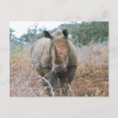 Rhino Postkarte (Vorderseite)