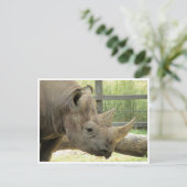Rhino Postkarte (Stehend Vorderseite)