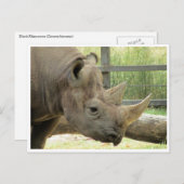 Rhino Postkarte (Vorne/Hinten)