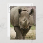 Rhino Postkarte (Vorne/Hinten)
