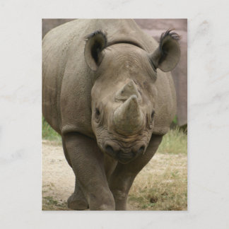 Rhino Postkarte