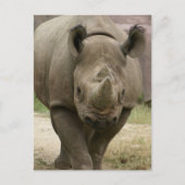 Rhino Postkarte (Vorderseite)