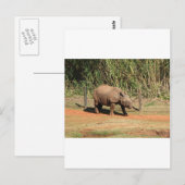 Rhino Postkarte (Vorne/Hinten)