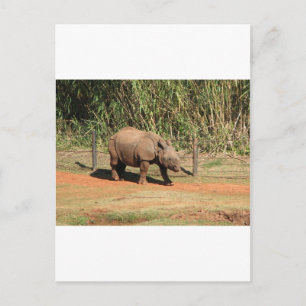 Rhino Postkarte