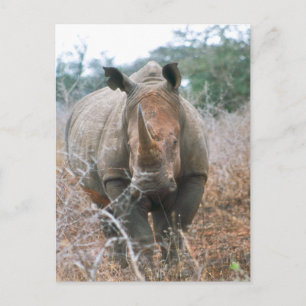 Rhino Postkarte