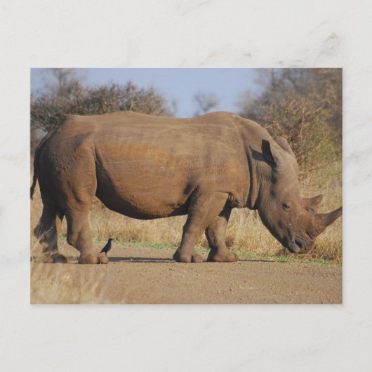 Rhino Postkarte (Vorderseite)