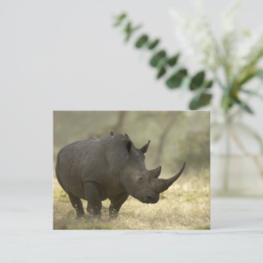 Rhino Postkarte (Stehend Vorderseite)