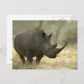 Rhino Postkarte (Vorne/Hinten)