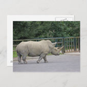 Rhino Postkarte (Vorne/Hinten)