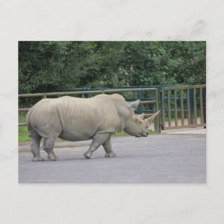 Rhino Postkarte