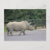 Rhino Postkarte (Vorderseite)