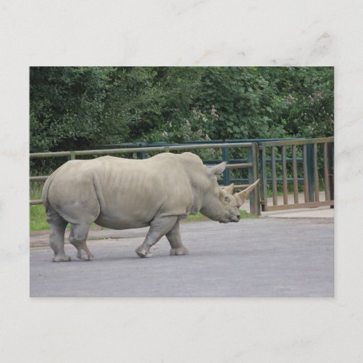 Rhino Postkarte (Vorderseite)