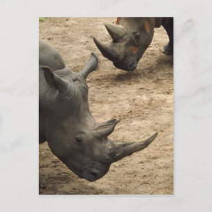 Rhino Postkarte